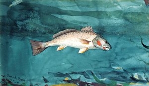Channel Bass, 1904
