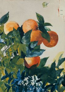 Oranges on a Branch