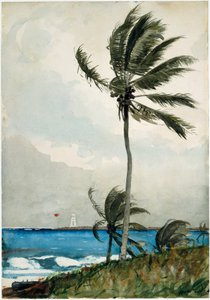 Palm Tree, Nassau