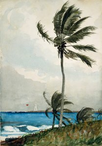 Palm Tree, Nassau by Winslow Homer
