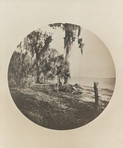 Palm Tree and Beach Scene, Florida Coast by Winslow Homer