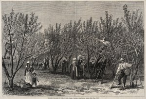 Picking Peaches in Delaware by Winslow Homer