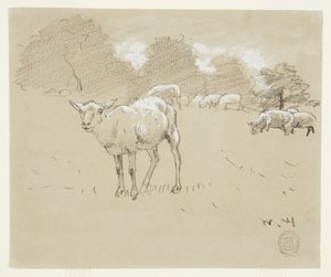 Sheep Grazing in a Field
