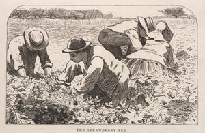 The Strawberry Bed by Winslow Homer