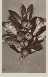 Nutmeg by Woodbury and Page