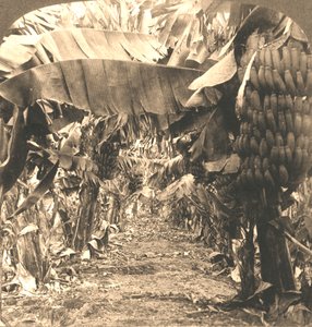 In the Heart of a Banana Plantation, Hawaiian Islands by Works and Sun Sculpture Studios