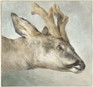 Head of a Roebuck