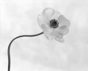 Graceful Anemone Flower by Xavi Heredia