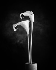 Monochrome Calla Lilies by Xavi Heredia