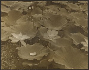 Lotus by Yasuo Kuniyoshi