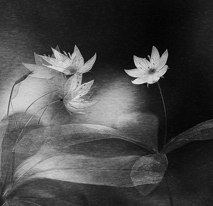 Elegant Botanical Glow by Ylva Sjögren