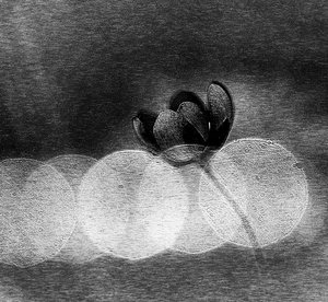 Elegant Dark Bloom by Ylva Sjögren