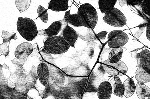Monochromatic Leaf Canopy