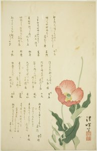Two Poppies