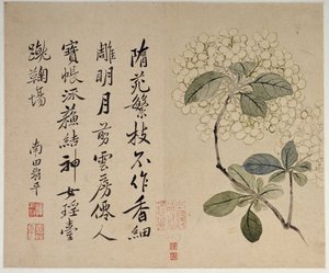Hydrangeas, from an album of ten leaves