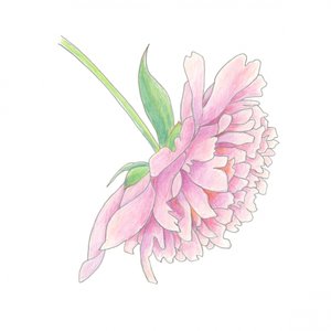 Delicate Pink Peony by Yvonne Gustafsson