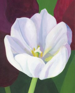 Elegant White Tulip by Yvonne Gustafsson