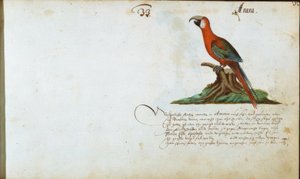 Parrot by Zacharias Wagner