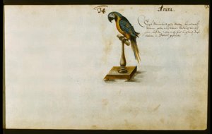 Parrot by Zacharias Wagner
