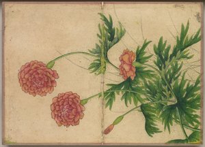 Desk Album: Flower and Bird Paintings Peony