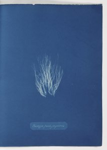 Bangia fusco-purpurea by Frederick (attr. to) Barnard