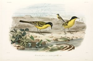 Black-headed Yellow Wagtails, Black Sea Area
