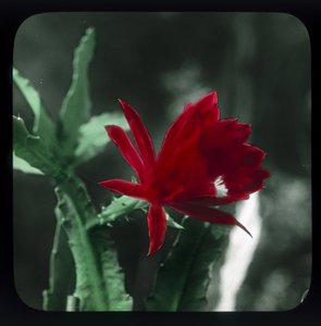 Cactus by Frederick (attr. to) Barnard