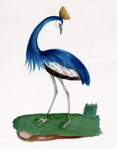 Crested Heron by . .