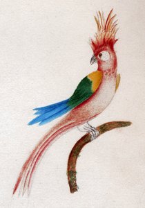 Crested Parakeet