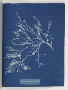 Cystoseira foeniculacea