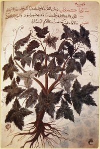 Herbals Vine by Ferdinand Georg Waldmuller