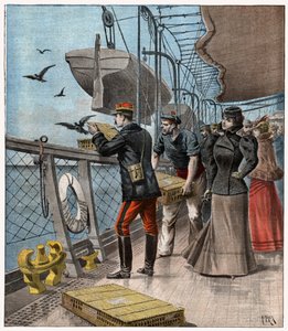Homing Pigeons Experiences