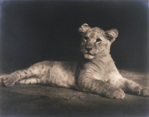 Lion cub by John Pardon