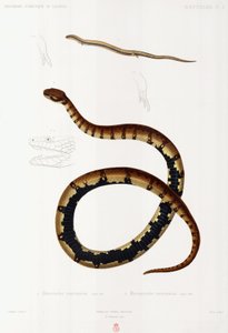 Lizard and Hooded Snake, Algeria