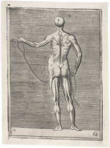 Anatomical Study of Male Musculature; Man Holding a Rope, c 1555