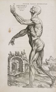 Side View of the Superficial Muscles of the Male Human Body