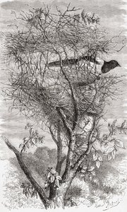 Nest of the Eurasian magpie or common magpie (Pica pica)