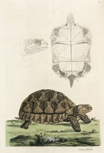 Spurred tortoise by John Pardon