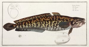 The Burbot