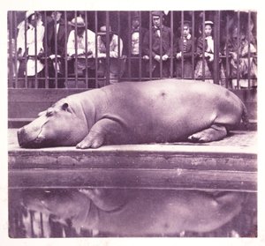 The Hippopotamus at the Zoological Gardens, Regents Park, London