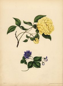 The sweet-scented China Rose, Rosa chinensis, Infidelity; The blue Hepatica, Hepatica nobilis, Confidence