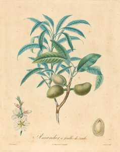 Willow-Leaved Almond Tree by after A. Poiteau