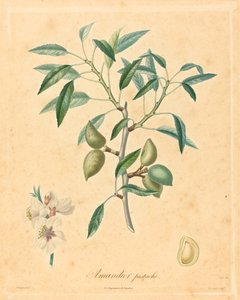 Almond Pistachio