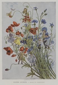 Animated Flowers: Cornflowers and Poppies