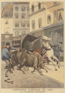 Agricultural Show of 1895. An Escaped Bull