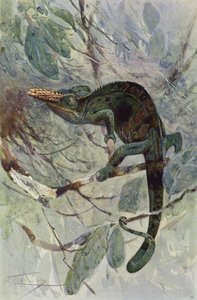 African Chameleon by after Wilhelm Kuhnert