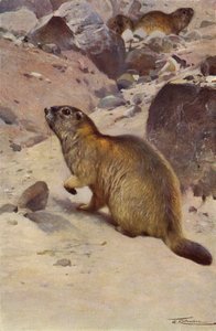Alpine Marmot by after Wilhelm Kuhnert