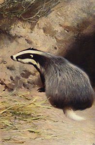 Badger