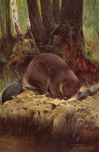 Beaver