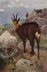 Chamois by after Wilhelm Kuhnert